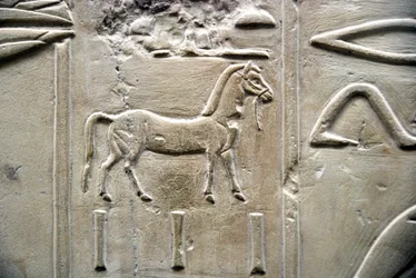 Egyptische antiquiteit: voorstelling van een paard. Laag reliëf van het graf van de Vizier Ramose (18e dynastie). Luxor, Thebe, Vallei der Edelen Egypte