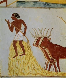 Ossen die maïs dorsen