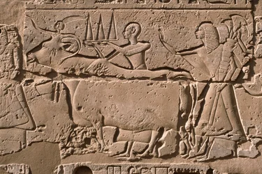 Detail van een reliëf dat mannen toont die een koe leiden, Ramesses II (1298-32 v.Chr.) binnenplaats
