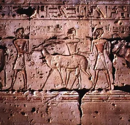 Reliëf afgebeeld oryx geleid in processie voor offer, uit de tempel van Ramses II, Nieuwe Koninkrijk
