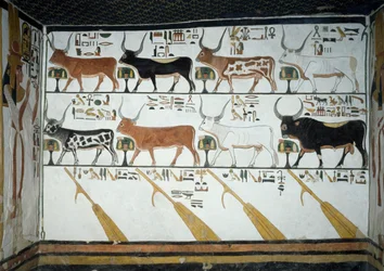 Zeven hemelse koeien, stier en vier roerbladen, hoofdstuk 148 van het Dodenboek (detail)