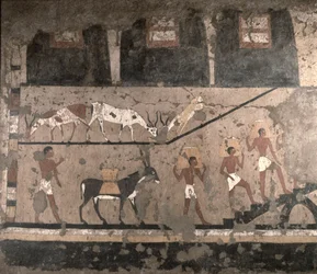 Landbouwscène, muurschildering verwijderd uit de mastaba van Ti in Sakkara, Oude Rijk, ca. 2494-2345 v.Chr.