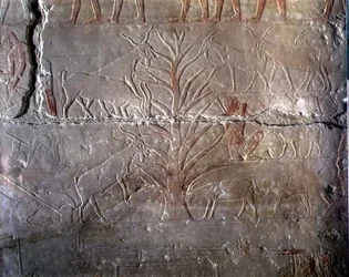 Geiten die een struik eten, reliëf uit de Mastaba van Akhethotep in Saqqara, Oude Koninkrijk