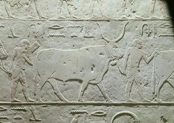 Herder die een stier leidt, detail uit de Mastaba van Akhethotep, uit Saqqara, Oude Koninkrijk, c.2500 v.Chr. (beschilderd kalksteen)