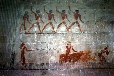 Mannen die schapen en vee hoeden uit de Mastaba-kapel van Ti, Oude Koninkrijk