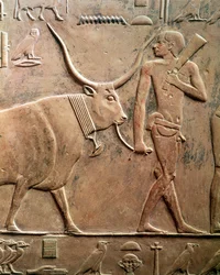 Reliëf met een boer die een koe naar het offer leidt, uit de mastaba van Ptah-Hotep en Akhti-Hotep, Oude Rijk
