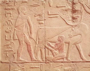 Reliëf van een man die een koe melkt, uit de Mastaba van Kagemni, Oude Rijk
