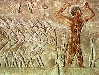 Troep ezels, uit de Mastaba van Mereruka, Oude Koninkrijk (muurschildering)