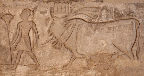 Man die een koe trekt, Horus-tempel, Edfu