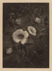 Wilde Rozen