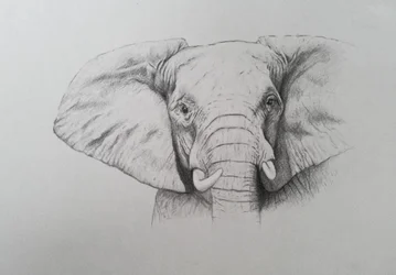 Olifant, 2011 (aquarelverf en potlood op papier)