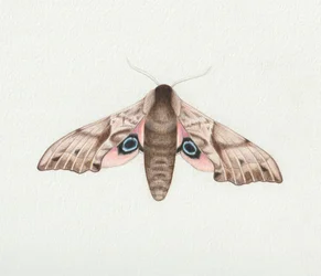 Geoogde havikmot, 2023 (aquarel)