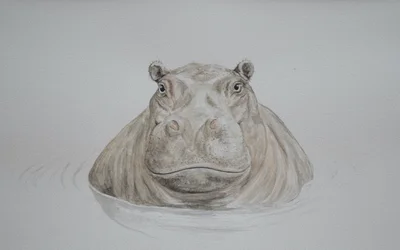 Nijlpaard, 2021 (aquarel)