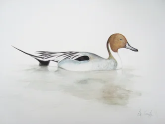 Pintail Eend, 2011 (aquarelverf en potlood)