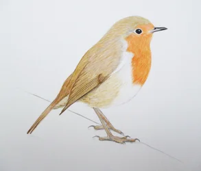Robin, 2011 (aquarelverf en potlood)