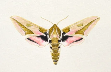 Boerenwormvlinder, 2023 (aquarel)