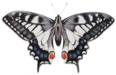 Zwaluwstaart, 2012 (aquarelverf en potlood)