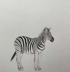 Zebra, 2018 (aquarelpotlood en verf)