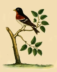 Vink, 1738, 1942