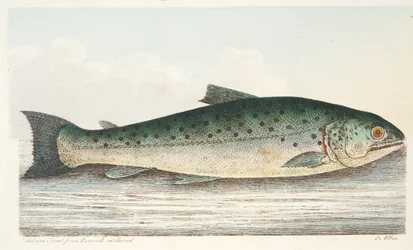 Zalmforel uit Berwick on Tweed, uit Een Verhandeling over Vissen en Visvijvers, uitgegeven 1832
