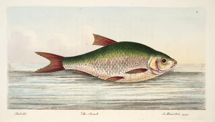 De Voornt, uit Een Verhandeling over Vissen en Visvijvers, uitgegeven 1832