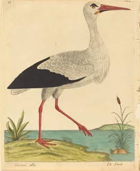 De ooievaar (Ciconia Alba)