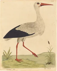 De ooievaar Ciconia Alba, gepubliceerd 1731-1738