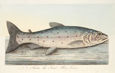 De Forel, uit Een Verhandeling over Vissen en Visvijvers, uitgegeven 1832