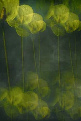 Etherische groene bloemen