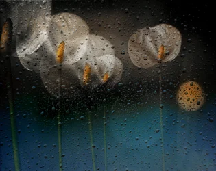 Calla-lelies in de regen