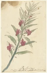 Balsemien