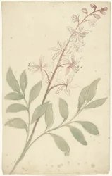Bloemstudie