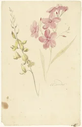 Oleander en brem