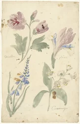 Studies van bloemen waaronder een iris