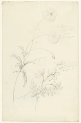 Studies van papaver en jasmijn