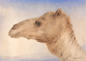 Portret van de dromedaris van de kunstenaar