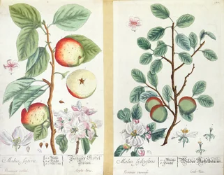 Appels, Malus Sativa en Malus Sylvestris, uit 