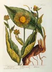 Elecampane, plaat 473 uit 