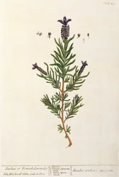 Franse Lavendel, plaat 241 uit 