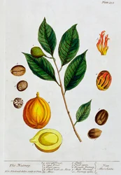 Nootmuskaat, 1782