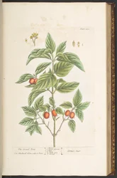 Plate 121, uit 