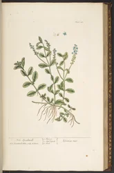 Plate 143, uit 