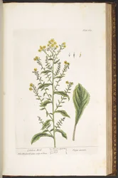 Plaat 169, Guldenroede, uit 