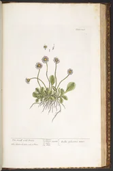 Plaat 200, De Kleine Wilde Madelief, uit 
