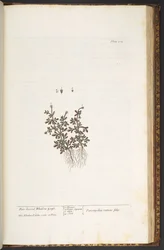 Plaat 212, uit 