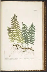 Plaat 215, Eikvaren of Polypody van de Eik, uit 