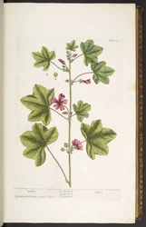 Plate 22, Mallon, uit 