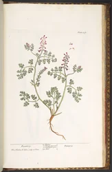 Plaat 237, Fumitory, uit 