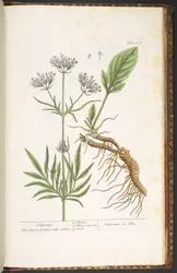 Plaat 250, Valeriaan, uit 
