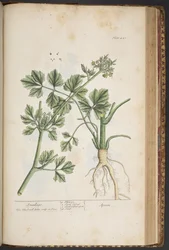 Plaat 443, Selderij, uit 